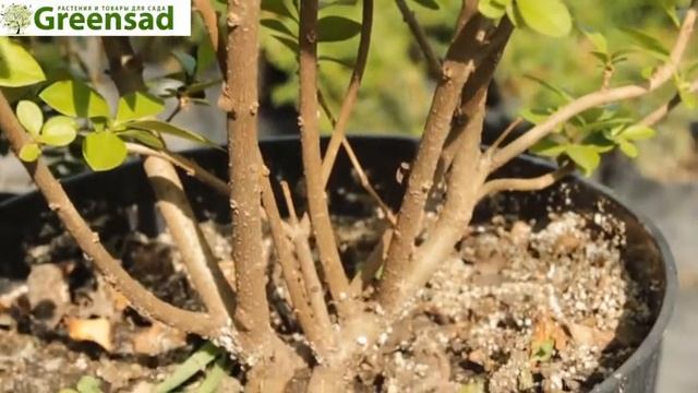 Бирючина гибридная Vicary видео обзор от Greensad смотреть онлайн