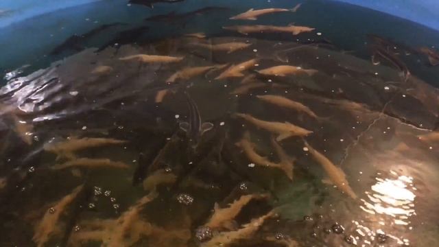 УЗВ// СТЕРЛЯДЬ АЛЬБИНОС// РЕШИЛИ ВЗВЕСИТЬ // ВЛОГ. смотреть онлайн