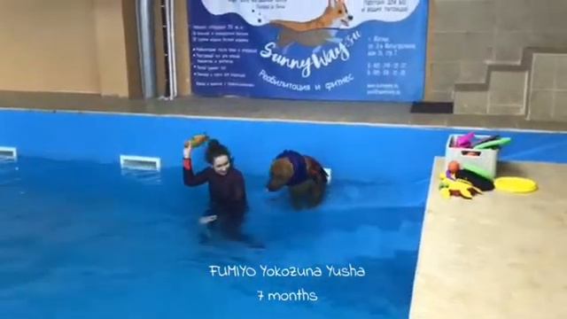 Щенок породы Тоса Ину Fumiyo,занятие в бассейне /Aqua training for puppy смотреть онлайн