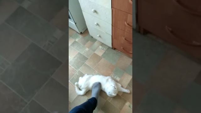 Как понять что кошка хочет кота ? смотреть онлайн