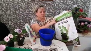 Подкормка глоксиний