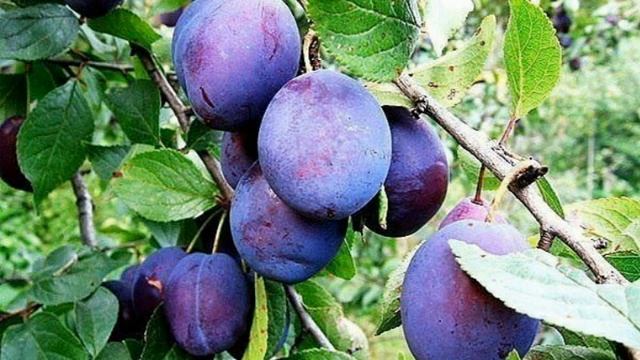 ЧТОБЫ НЕ ОПАДАЛИ СЛИВЫ С ДЕРЕВА - НАДО....