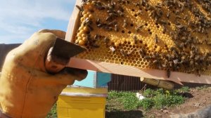 КАК СДЕЛАТЬ ОТВОДОК ПЧЕЛ БЕЗ МАТКИ