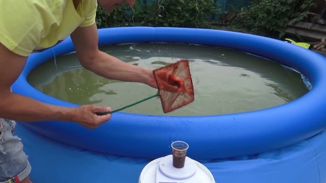 (8)ДАФНИЯ РАЗВЕДЕНИЕ.УРОЖАЙ!!! смотреть онлайн