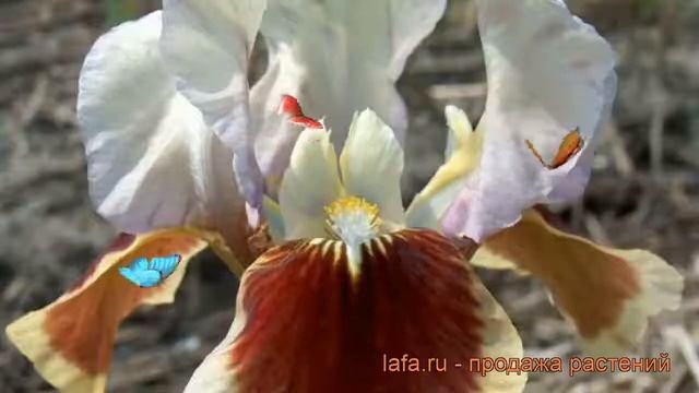 Ирис карликовый Ред Харт (iris pumila) ? ирис Ред Харт обзор: как сажать рассада ириса Ред Харт смотреть онлайн