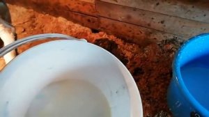 Лечим мастит у коровы