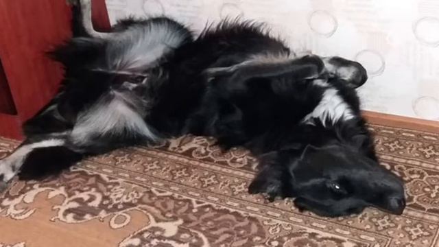 "Mommy, help him!". The child cried when he saw the puppy lying on the ground without moving смотреть онлайн