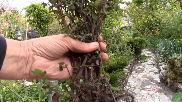 Кизильник красивый кустарник для живой изгороди. смотреть онлайн