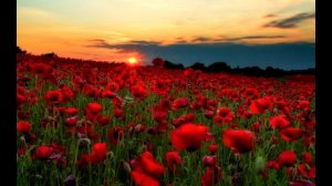 красиво - леса, поля, луга