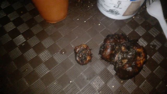 Клубневая бегония для начинающих. Часть 1. посадка. смотреть онлайн