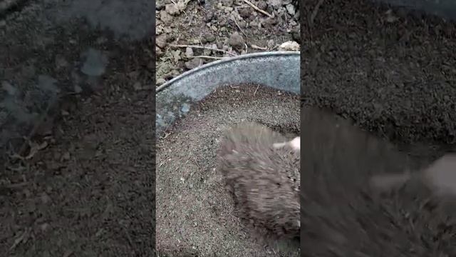 как правильно ухаживать за перцами до и во время плодоношения!!! самая лучшая подкормка ! смотреть онлайн