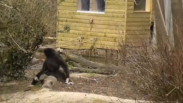 Зоопарк во Франции (Лилль) смотреть онлайн