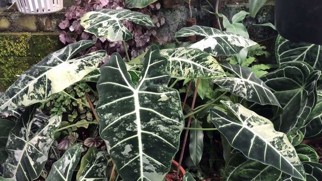Alocasia Frydek (variegated)
