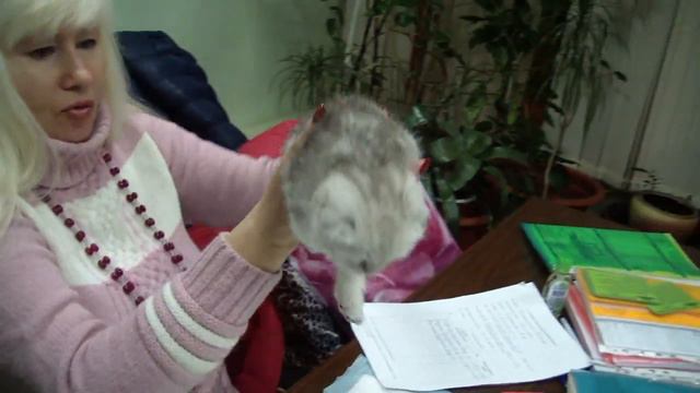 Шотландские котята из питомника PCA Серебряный коготь смотреть онлайн