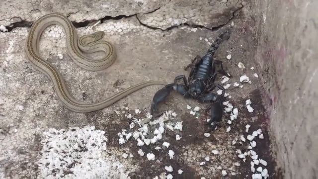 Snake vs Scorpion fighting to death смотреть онлайн