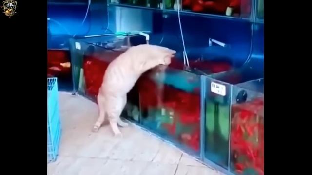 БРАКОНЬЕРЫ НА РЫБАЛКЕ // НЕОБЫЧНЫЕ СЛУЧАИ НА РЫБАЛКЕ // ПРИКОЛЫ НА РЫБАЛКЕ 2023 смотреть онлайн