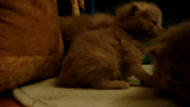 Котятки на ноги встают смотреть онлайн