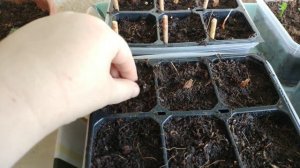 Выращивание плюмерии из семян