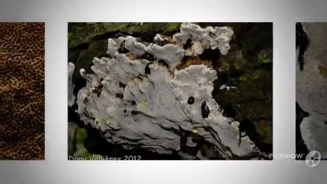 Inonotus glomeratus - fungi kingdom смотреть онлайн
