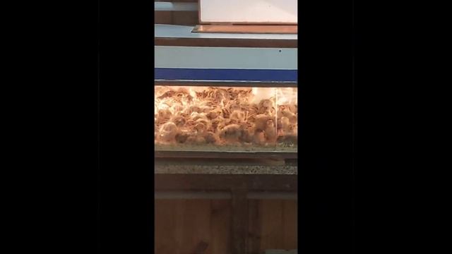 Пуэрту-Игуасу.Город Индейцев? Немного о самом городе в Аргентине. смотреть онлайн