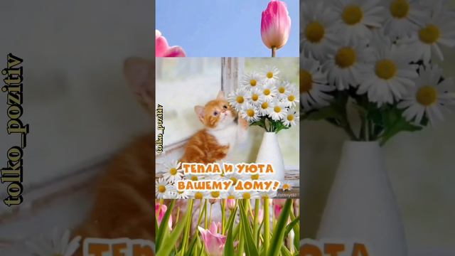 С добрым утром среды! смотреть онлайн