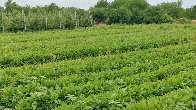 Собираем урожай ?в кино ? в Тимашевске ?️ХУТОРЯНКА ? смотреть онлайн