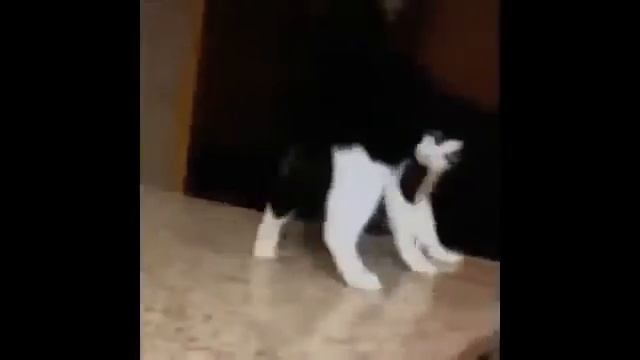 Кот Майкла Джексона... смотреть онлайн