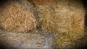 Холмогорская порода домашних коров