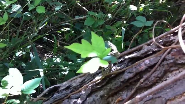 What poison ivy looks like. смотреть онлайн