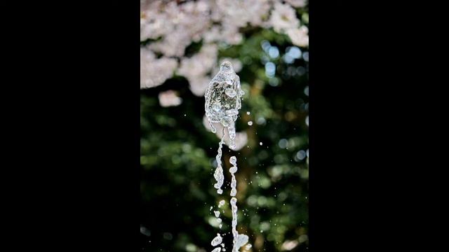 ЦВЕТЕНИЕ САКУРЫ /JAPAN. TAKAOKA PARK, 16APRIL.2017 смотреть онлайн