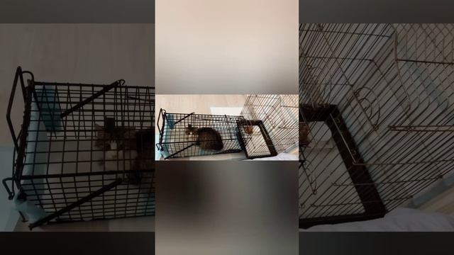 История помощи одной кошечке смотреть онлайн