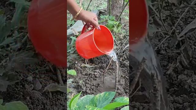 How to grow Croton by cuttings/ very easy method смотреть онлайн