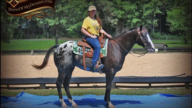 Joker-Fantastic Appaloosa Ranch Gelding Roping Trails He Does it All! смотреть онлайн
