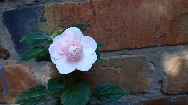 Бальзамин Pink Ruffles (Пинк руфлес) смотреть онлайн