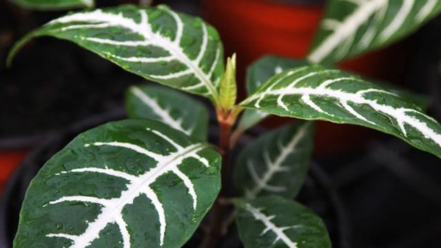 Grupo Hijuelas Aphelandra squarrosa смотреть онлайн