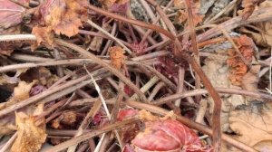 ВАЖНО!!! ГЕЙХЕРА ВЕСНОЙ...что не стоит делать...!!!!