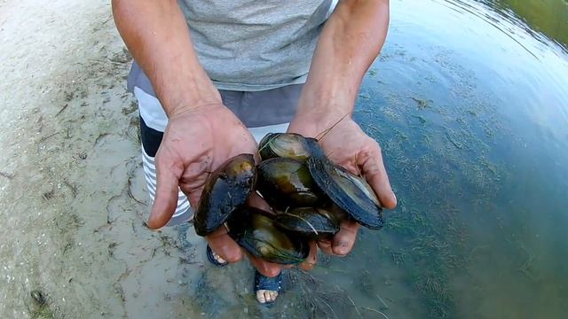 Ловля сома с берега. Наживки на сома. смотреть онлайн