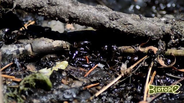 Метаморфоз серой жабы смотреть онлайн