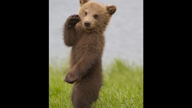 Фото слайд шоу Сказка Груз смотреть онлайн