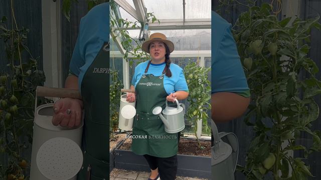 ПОЧЕМУ ТРЕСКАЮТСЯ ПОМИДОРЫ смотреть онлайн