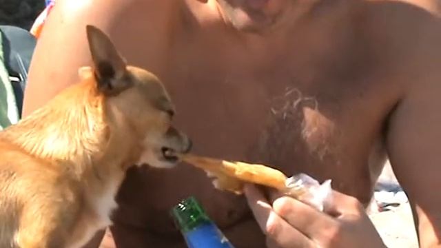 Той терьер Абрикосик кушает чебурек