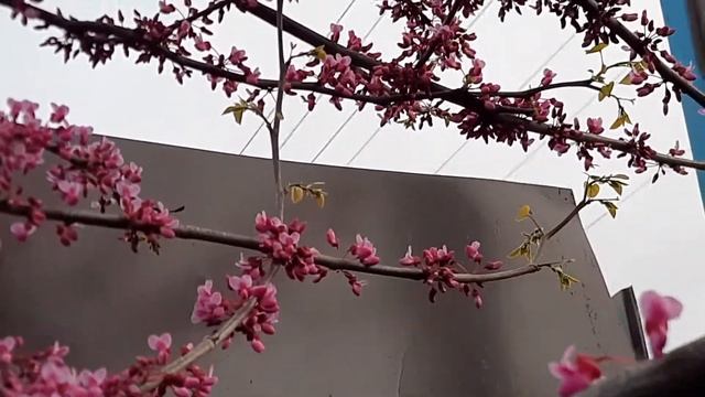 Церцис в моем саду!!! смотреть онлайн