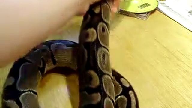 Ball Python- Post Shed! (Part 2) смотреть онлайн