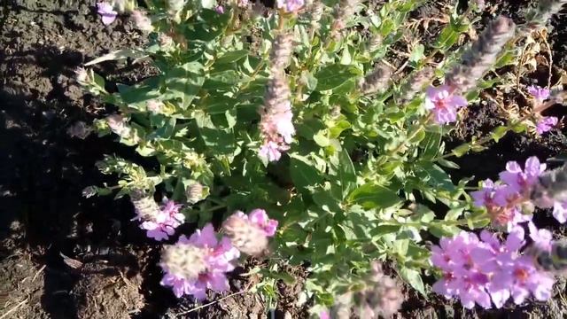 🌿ПОСЛЕ ДОЖДИЧКА, НО В СРЕДУ! 🌿ЦВЕТНИКУ 2 ГОДА,🌹А Я УЖЕ ПЕРЕСАЖИВАЮ НАУЧУСЬ, 🌹ОПЫТ ПРИХОДИТ С ГОДАМИ смотреть онлайн