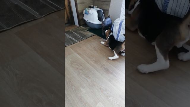 Щенок бигля дома. смотреть онлайн