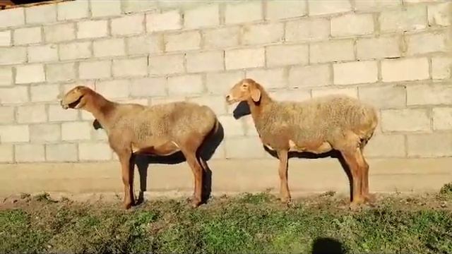 АРАШАНСКИЕ ОВЦЕМАТКИ НА ПРОДАЖУ. #овцы #продажа смотреть онлайн