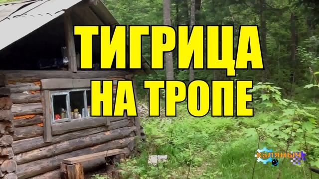 ВСТРЕЧА С ТИГРОМ | НОЧНОЙ ВОЯЖ | МОЛОДАЯ ТИГРИЦА И САЛАМАНДРА |ЖИЗНЬ В ТАЙГЕ смотреть онлайн