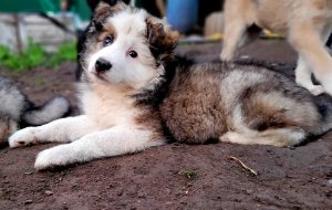 Кто живёт в коробке у дороги? | Cпасение щенков