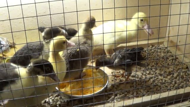 козоводство с ноля Суриков Д.П. г. Иркутск серия 35 (индо-утки, цыплята, брудер) смотреть онлайн