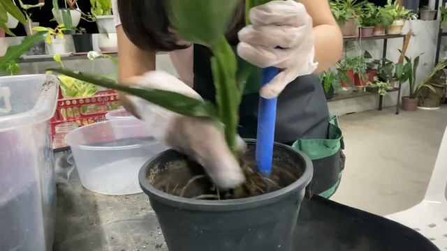 PLANT FEATURE / MONSTERA STANDLEYANA ALBO / PLANT CARE TIPS / PROPAGTION & REPOTTING